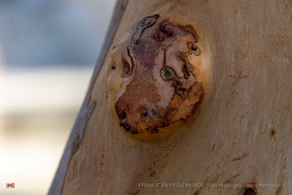 Pareidolie 2.jpg - 101  - Porquerolles (Hyères) - 83 - Paréidolie