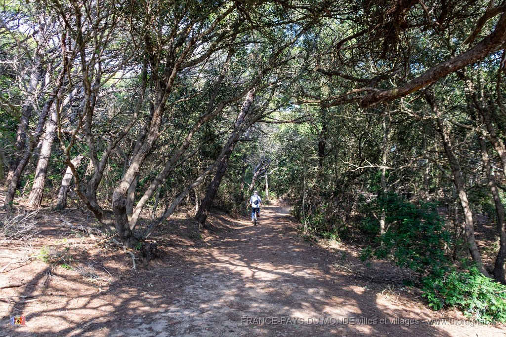 Sur les chemins 1.jpg - 174  - Porquerolles (Hyères) - 83 - Sur les chemins
