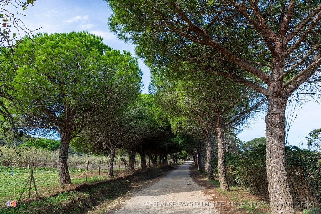 Sur les chemins 12.jpg - 182  - Porquerolles (Hyères) - 83 - Sur les chemins - Allée des pins
