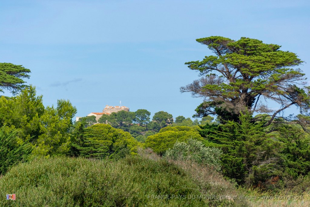 Sur les chemins 17.jpg - 186  - Porquerolles (Hyères) - 83 - Sur les chemins