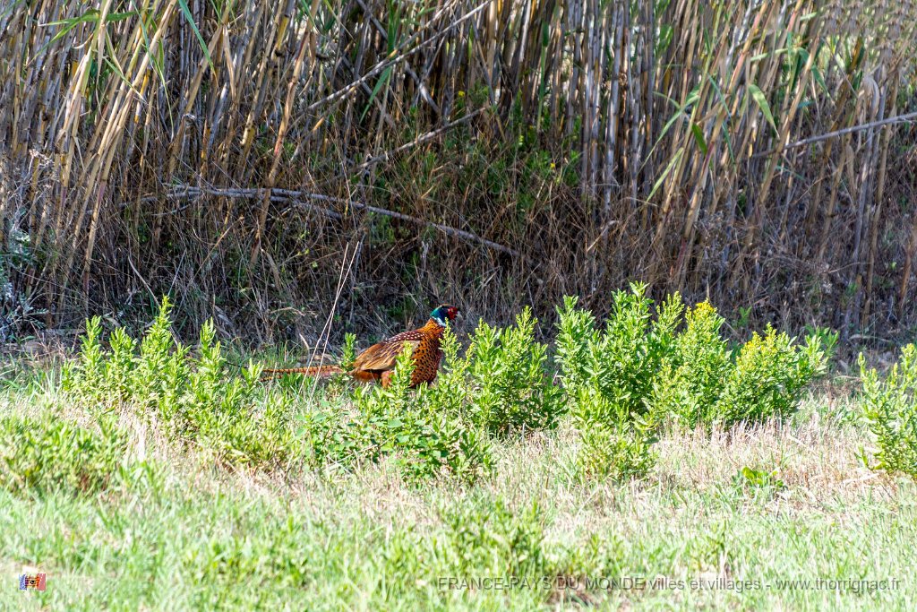 Sur les chemins 19.jpg - 188  - Porquerolles (Hyères) - 83 - Sur les chemins