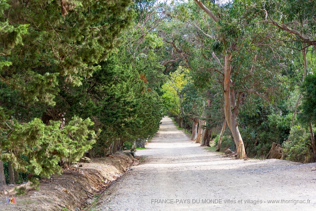 Sur les chemins 6.jpg - 177  - Porquerolles (Hyères) - 83 -  Sur les chemins