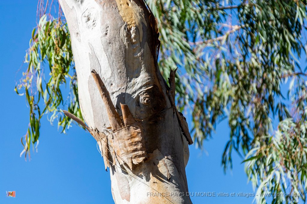 decoration.jpg - 48  - Porquerolles (Hyères) - 83 - Décoration sur un eucalyptus