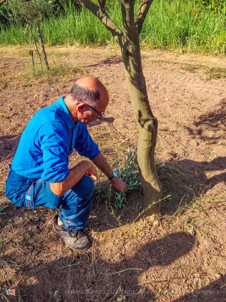 Bouturage olivier 05 09 2018 12.jpg - Puget sur Argens (83) - Cours de bouturage d'oliviers - 05 septembre 2018 - Ramassage des boutures sur un olivier non greffé.