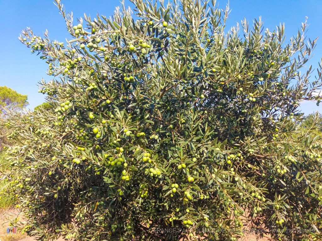Bouturage olivier 05 09 2018 14.jpg - Puget sur Argens (83) - Cours de bouturage d'oliviers - 05 septembre 2018