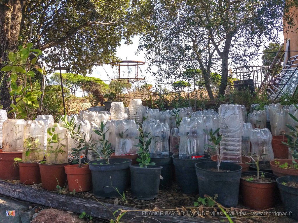 Bouturage olivier 05 09 2018 19.jpg - Puget sur Argens (83) - Cours de bouturage d'oliviers - 05 septembre 2018