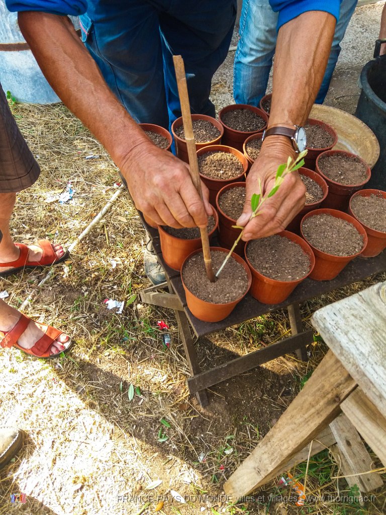 Bouturage olivier 05 09 2018 2.jpg - Puget sur Argens (83) - Cours de bouturage d'oliviers - 05 septembre 2018 - Planter le rameau.