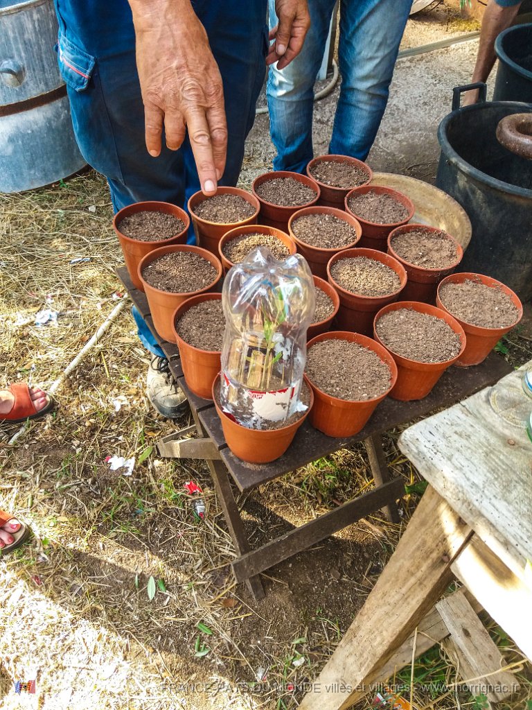 Bouturage olivier 05 09 2018 4.jpg - Puget sur Argens (83) - Cours de bouturage d'oliviers - 05 septembre 2018 - Faire une cloche avec une bouteille plastique.