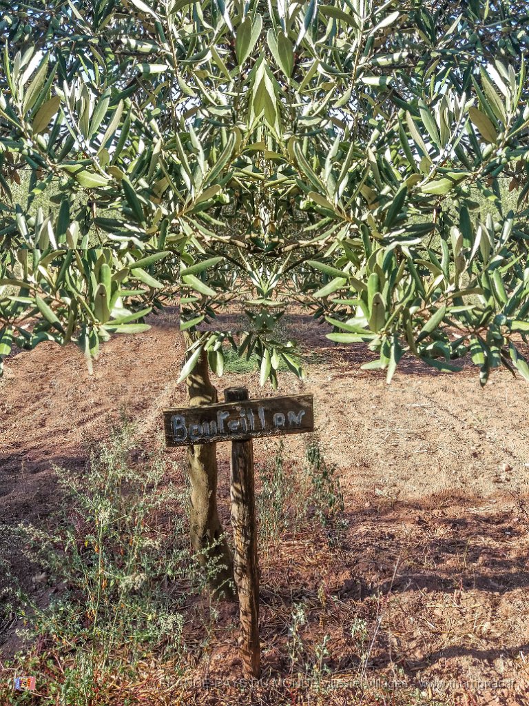 Bouturage olivier 05 09 2018 9.jpg - Puget sur Argens (83) - Cours de bouturage d'oliviers - 05 septembre 2018