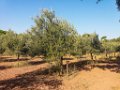 Bouturage olivier 05 09 2018 11