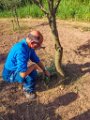 Bouturage olivier 05 09 2018 12
