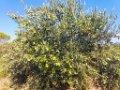 Bouturage olivier 05 09 2018 14