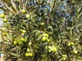 Bouturage olivier 05 09 2018 15