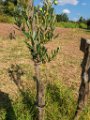 Bouturage olivier 05 09 2018 17