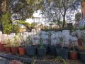 Bouturage olivier 05 09 2018 19