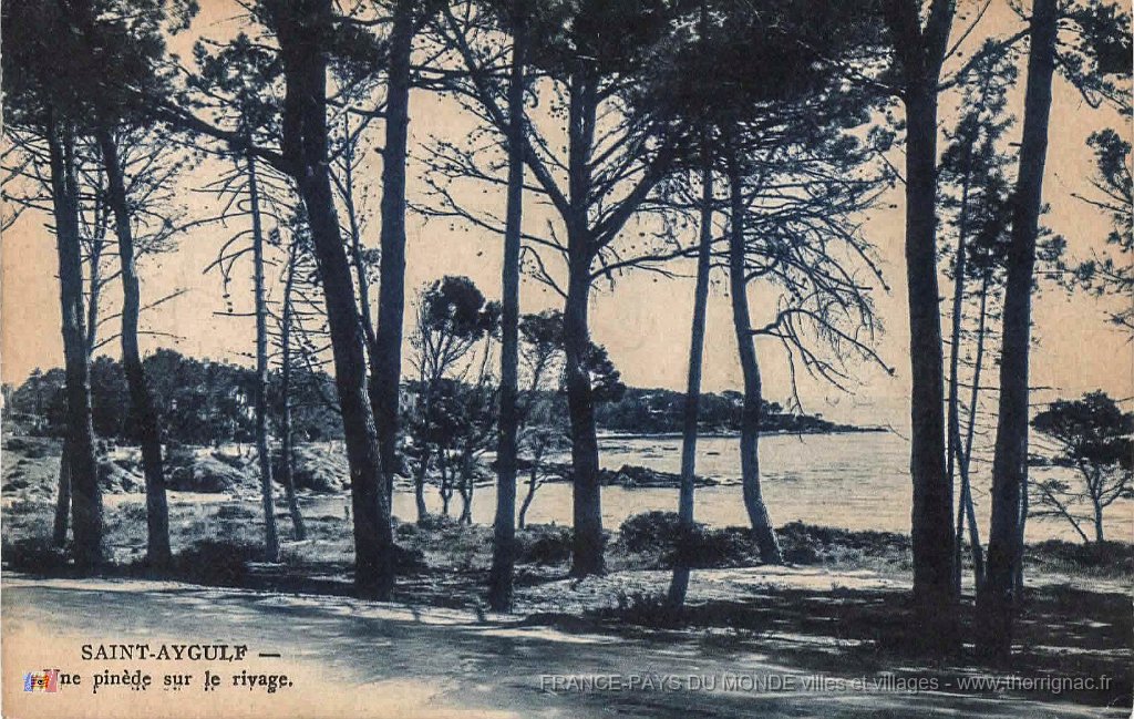 Une pinede sur le rivage.jpg - Une pinède