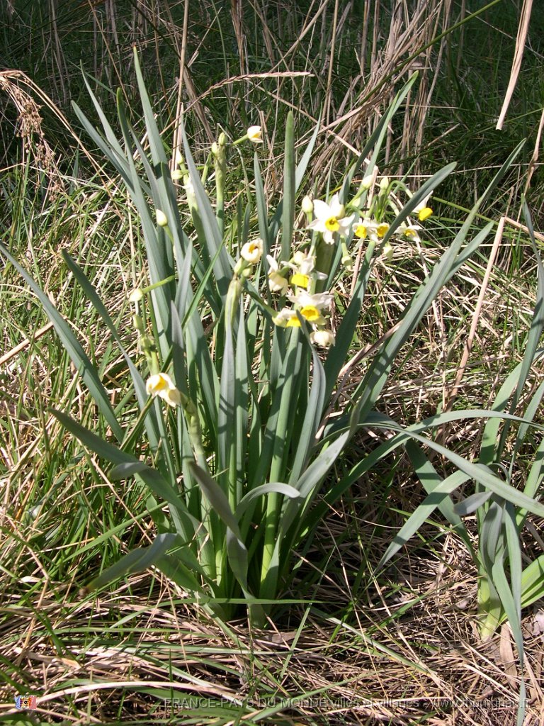 Narcisses.jpg - Narcisses.