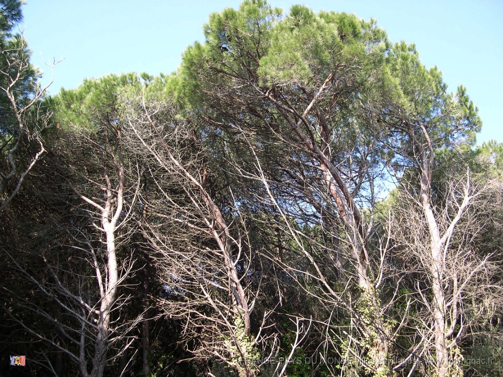 Pins au vent.jpg - Etangs de Villepey.