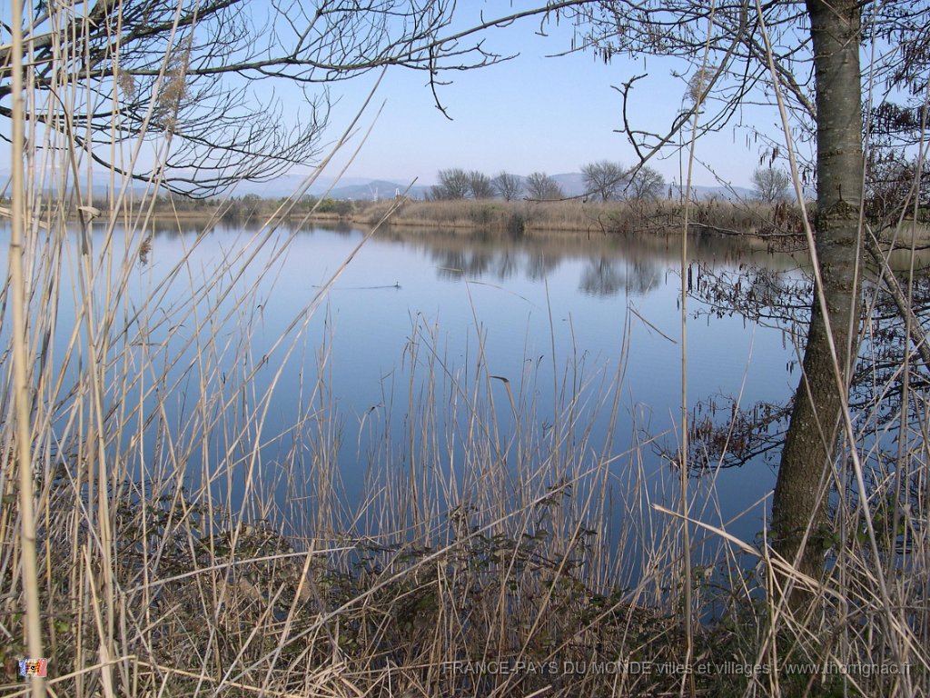 Sarcelle.jpg - Etangs de Villepey.