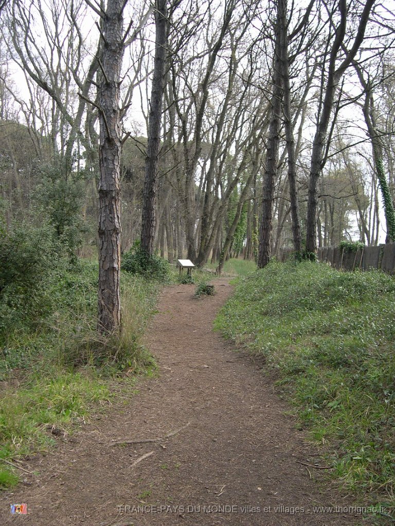 Sous bois.jpg - Etangs de Villepey.