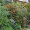 Flore du Rayol 1