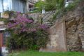 Flore du Rayol 2