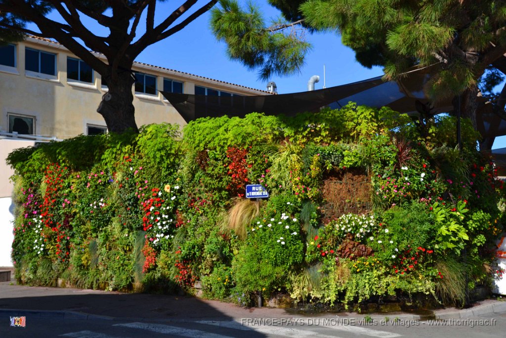 Saint Tropez 10 octobre 2015 87.JPG - Saint-Tropez.Mur végétal. 10 octobre 2015.