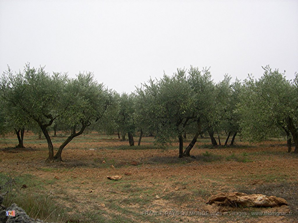 champ d oliviers.jpg - Oliveraie en périphérie du "Domaine de la Blaque". 