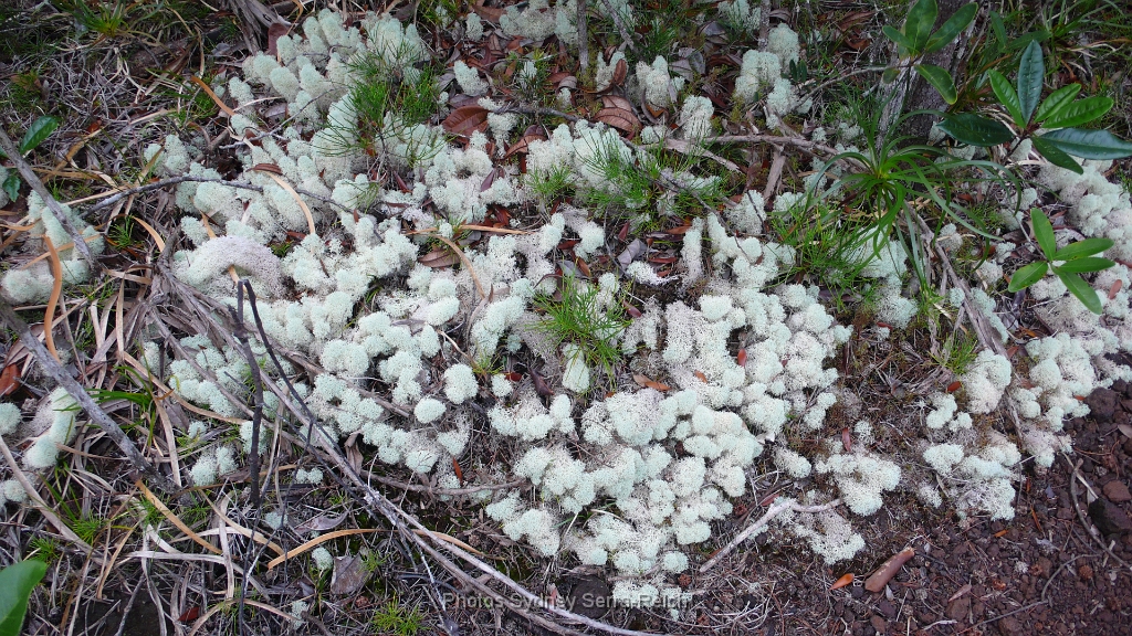 lichen.JPG - lichen. Août 2014