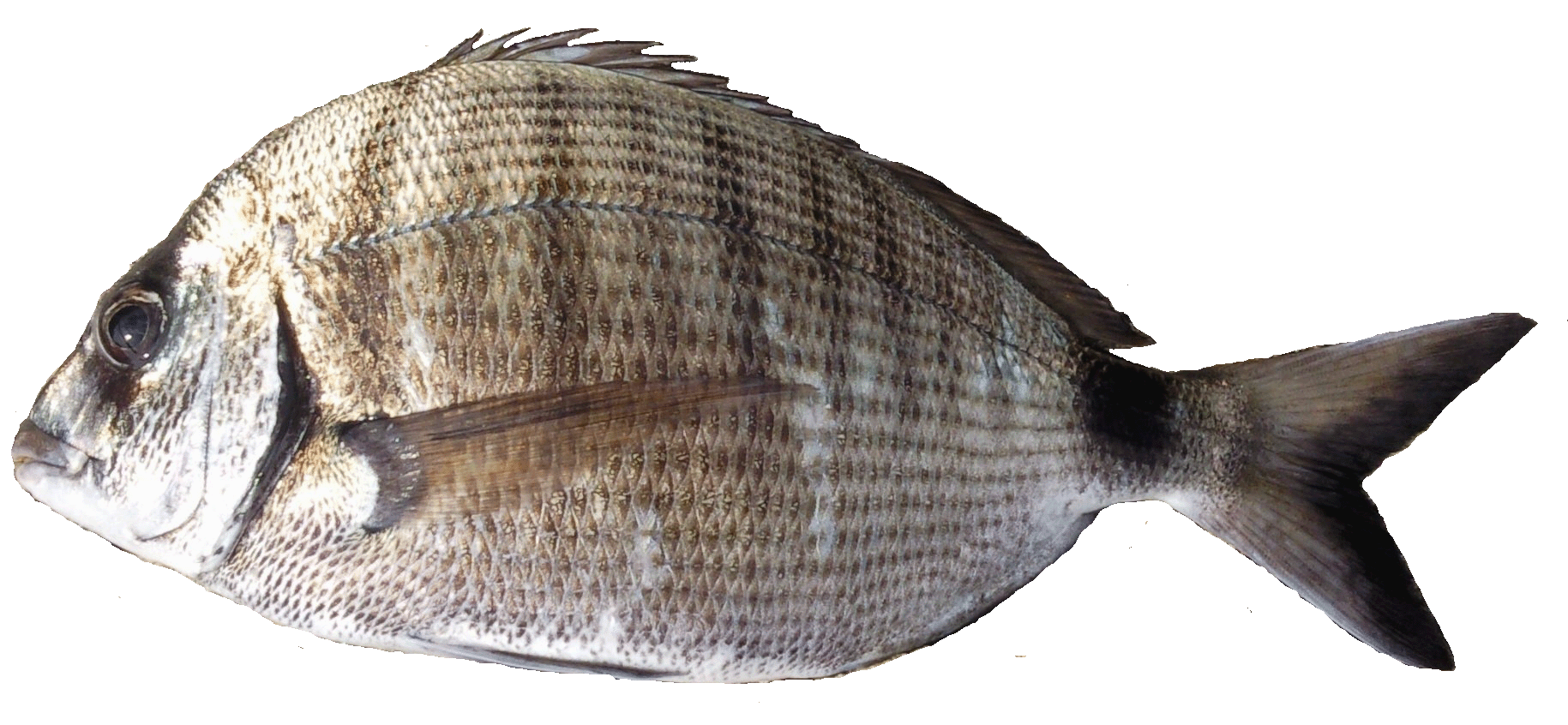Sar